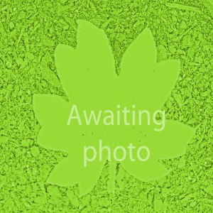 Dryopteris wallichiana (Alpine wood fern)