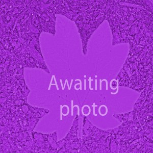 Molinia caerulea 'Transparent' (Purple moor grass 'Transparent')