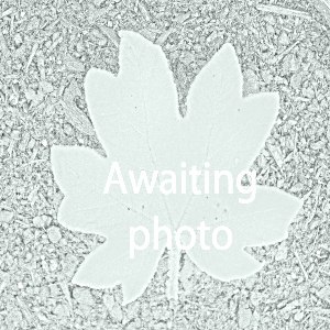Achillea ptarmica 'Peter Cottontail' (Sneezewort 'Peter Cottontail')