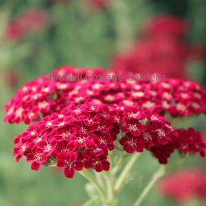 Achillea millefolium 'Red Velvet' (Yarrow 'Red Velvet')