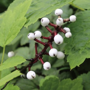 Actaea pachypoda (white baneberry)
