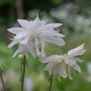 Aquilegia vulgaris var. stellata 'White Barlow' (Granny's bonnet. Columbine 'White Barlow')