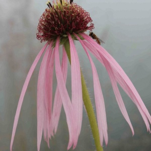 Echinacea pallida (Pale purple coneflower)