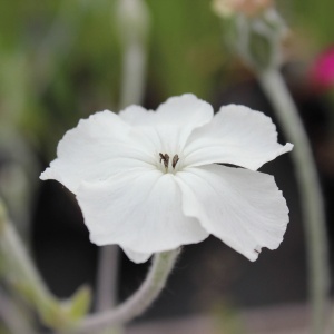 Lychnis coronaria 'Alba' (Rose campion (white))