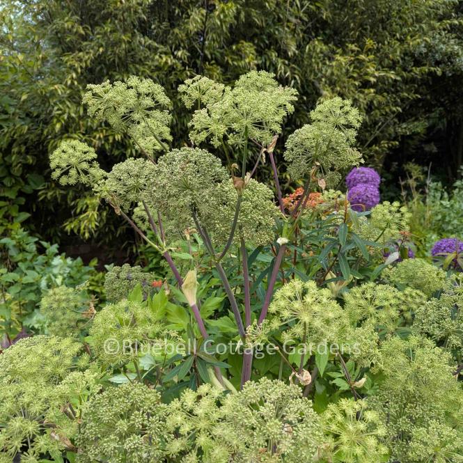 Angelica archangelica