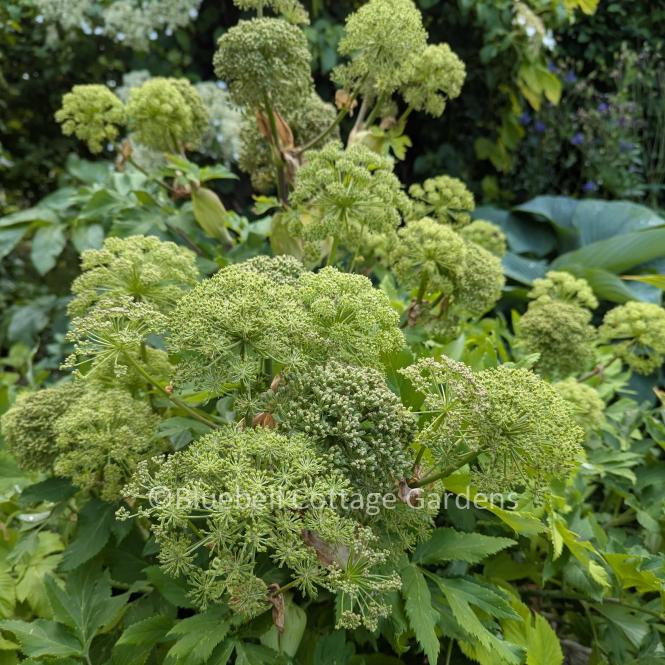 Angelica archangelica