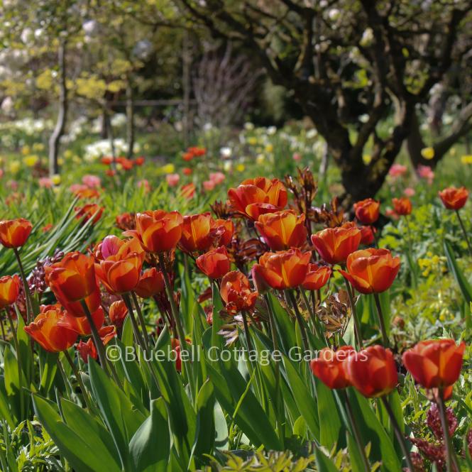 AAA333 - Gift Voucher: Garden visit for two with tea/cake