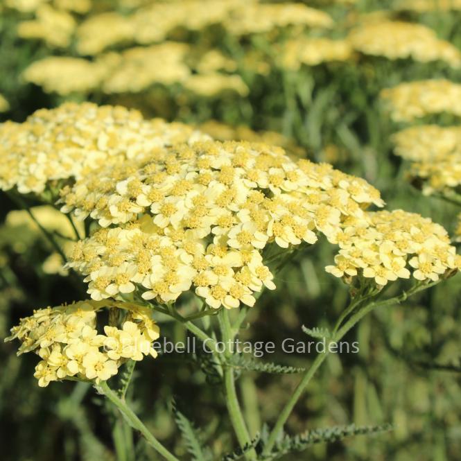 ACH230 - Achillea 'Martina'