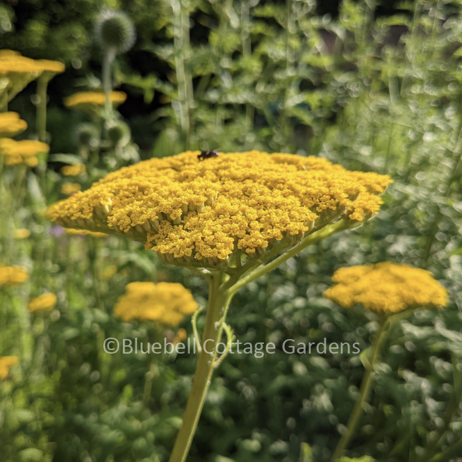 ACH300 - Achillea filipendulina 'Gold Plate'