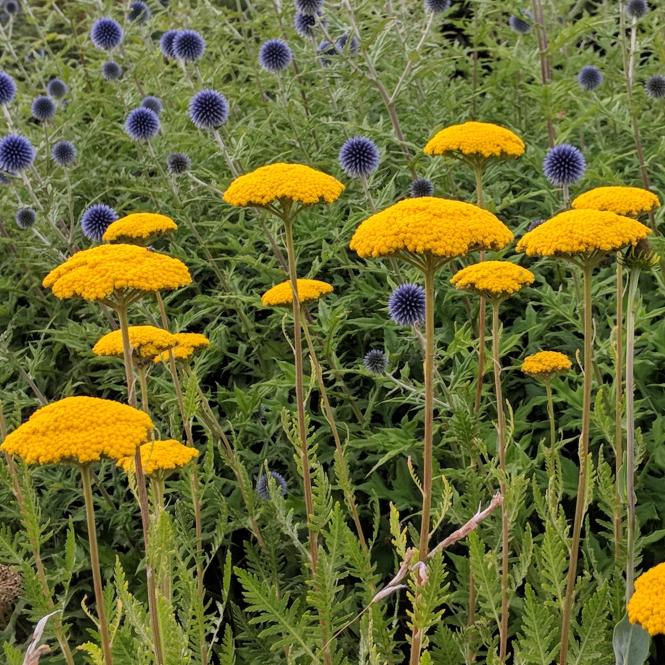 ACH300 - Achillea filipendulina 'Gold Plate'