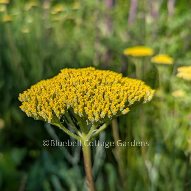 ACH300 - Achillea filipendulina 'Gold Plate'