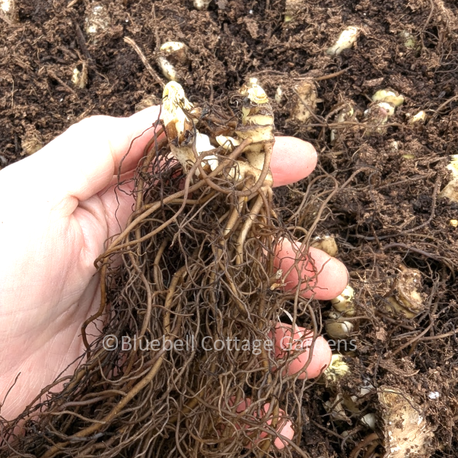 ACT225 - Actaea simplex 'Brunette'