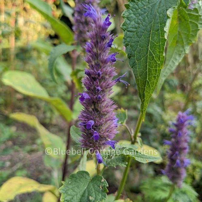AGA110 - Agastache rugosa 'Liquorice Blue'