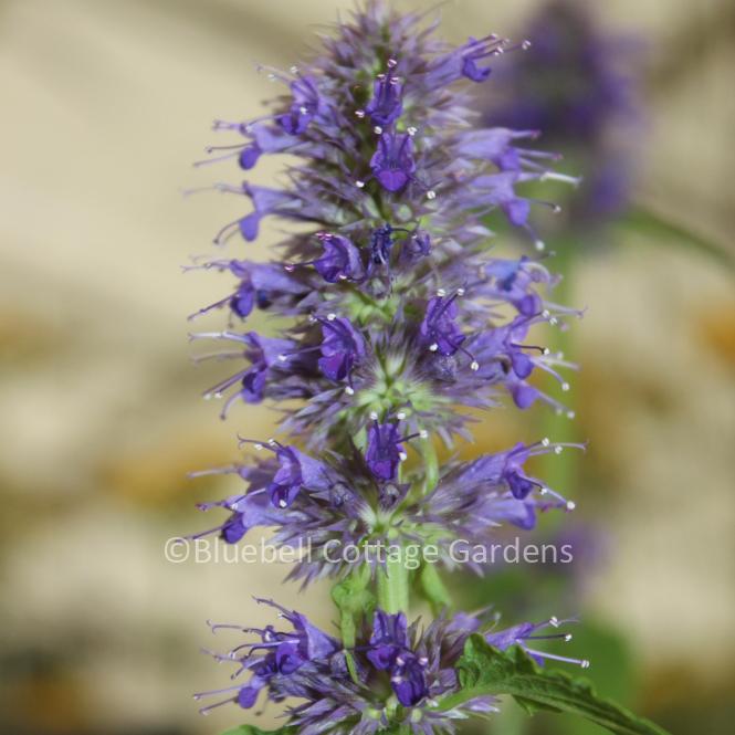 AGA110 - Agastache rugosa 'Liquorice Blue'