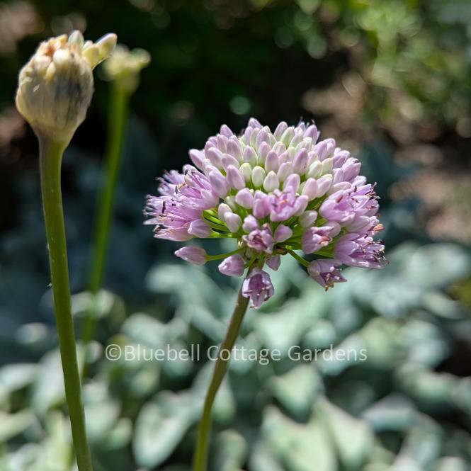 ALL125 - Allium 'Millennium'
