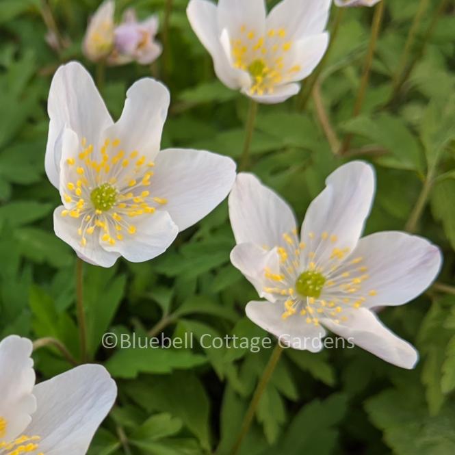 ANE105 - Anemone nemorosa