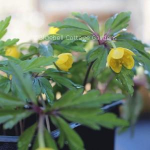 ANE110 - Anemone ranunculoides