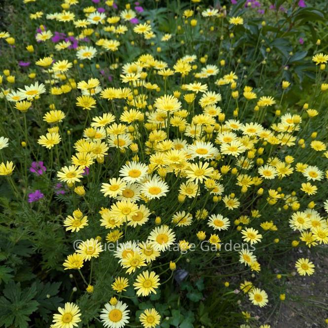 ANT201 - Anthemis tinctoria 'E.C. Buxton'