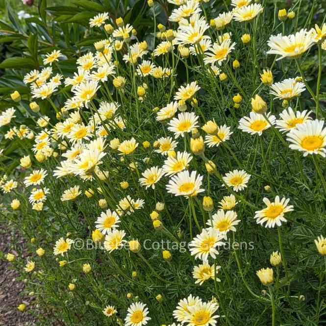 ANT203 - Anthemis tinctoria 'Lemon Ice'