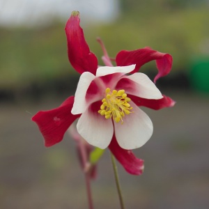 AQU115 - Aquilegia 'Crimson Star'