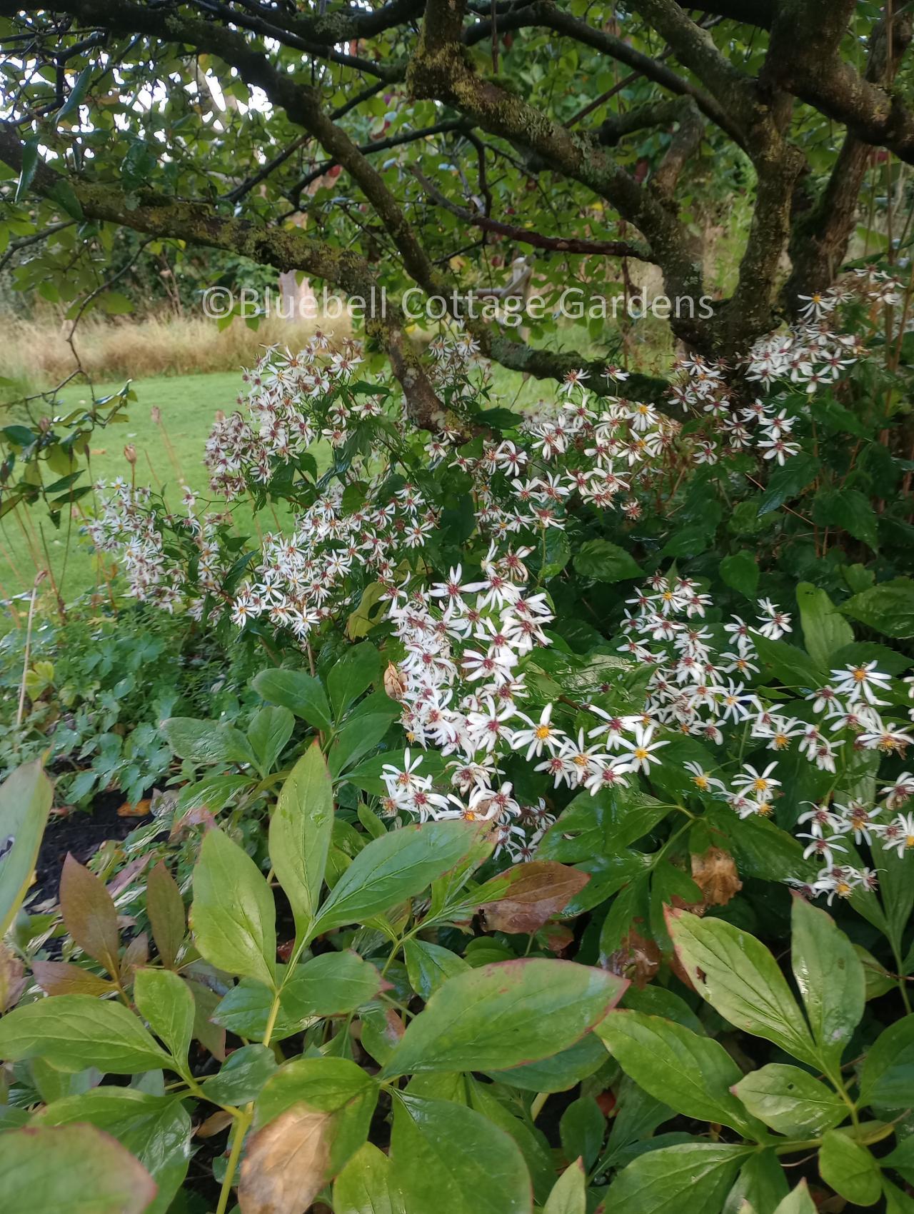 AST121 - Aster divaricatus