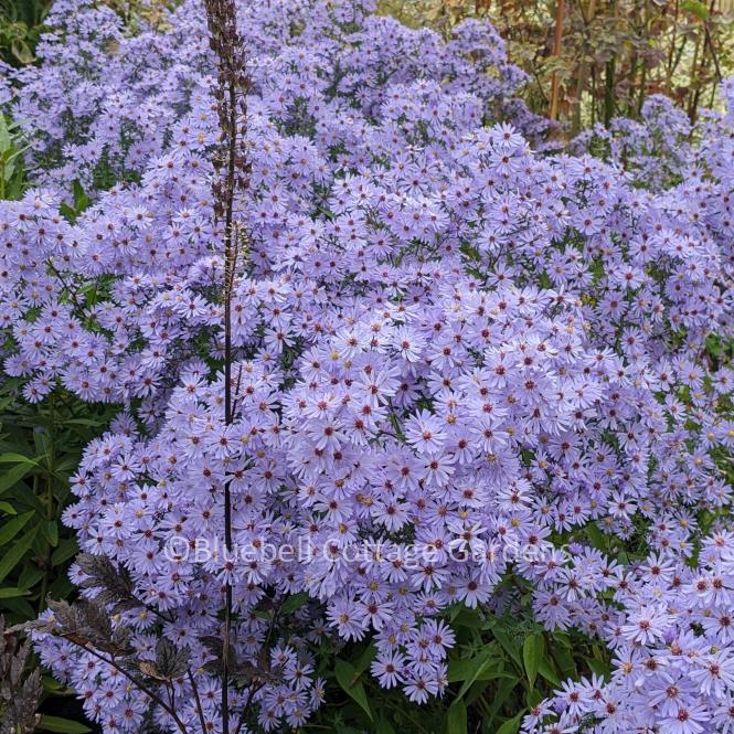 AST215 - Aster 'Little Carlow' 