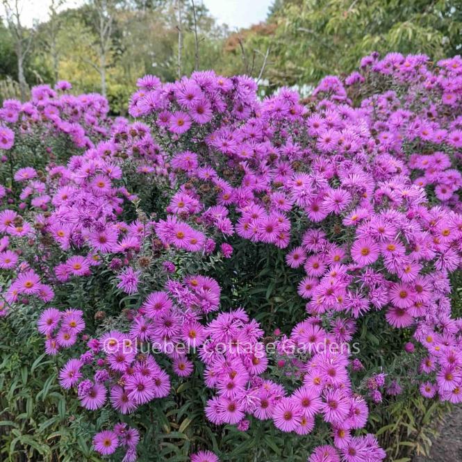 AST218 - Aster 'August Queen'