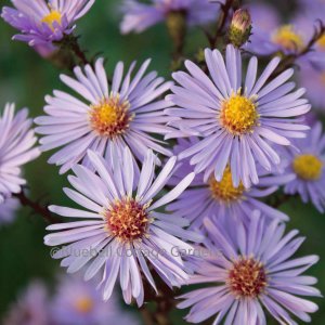 AST221 - Aster laevis 'Arcturus'