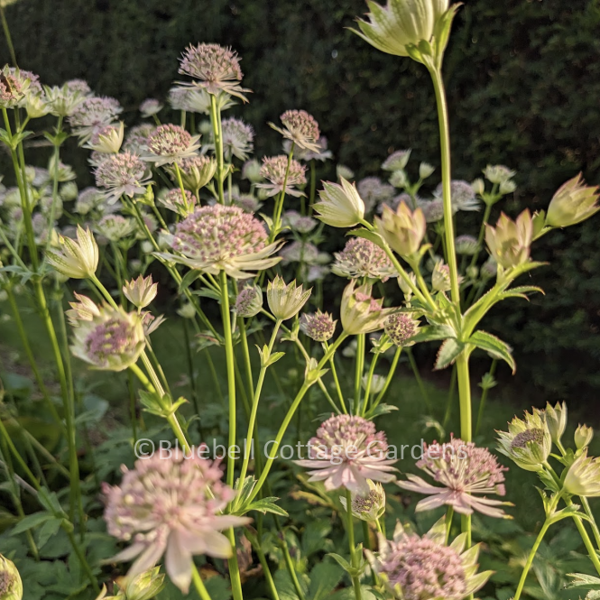 AST410 - Astrantia 'Buckland'