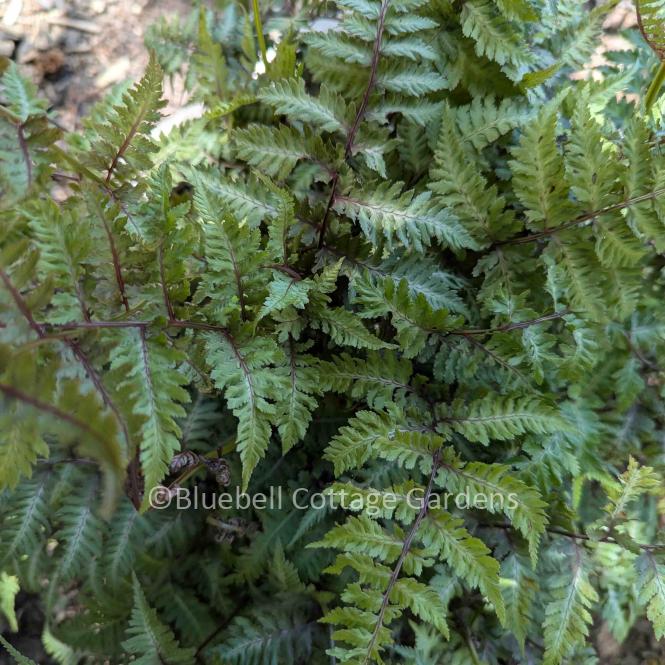 ATH445 - Athyrium niponicum var. pictum