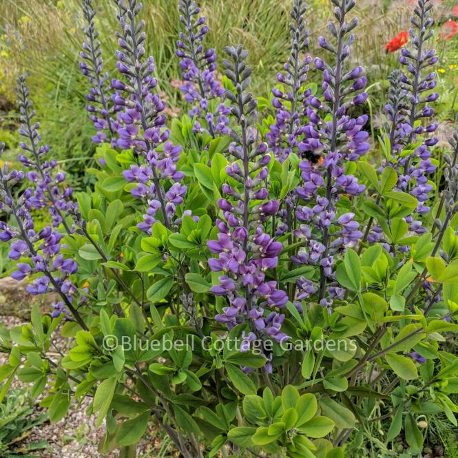 BAP102 - Baptisia 'Purple Smoke'