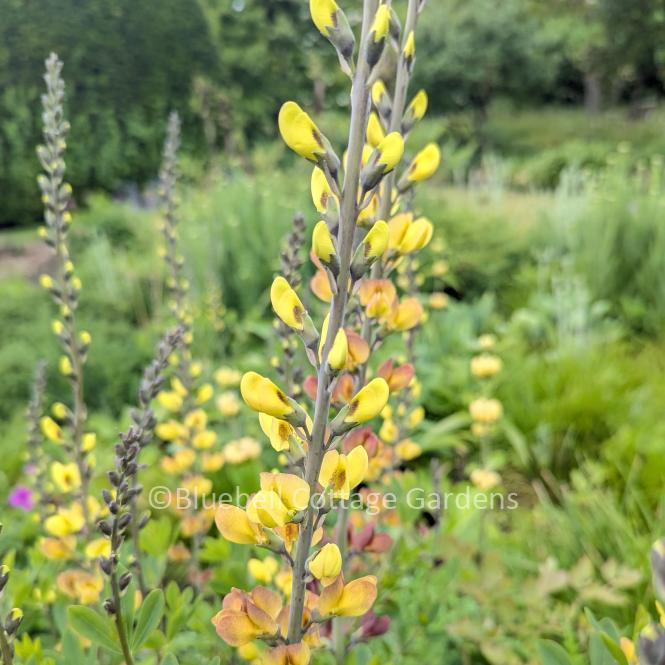 BAP104 - Baptisia 'Solar Flare'
