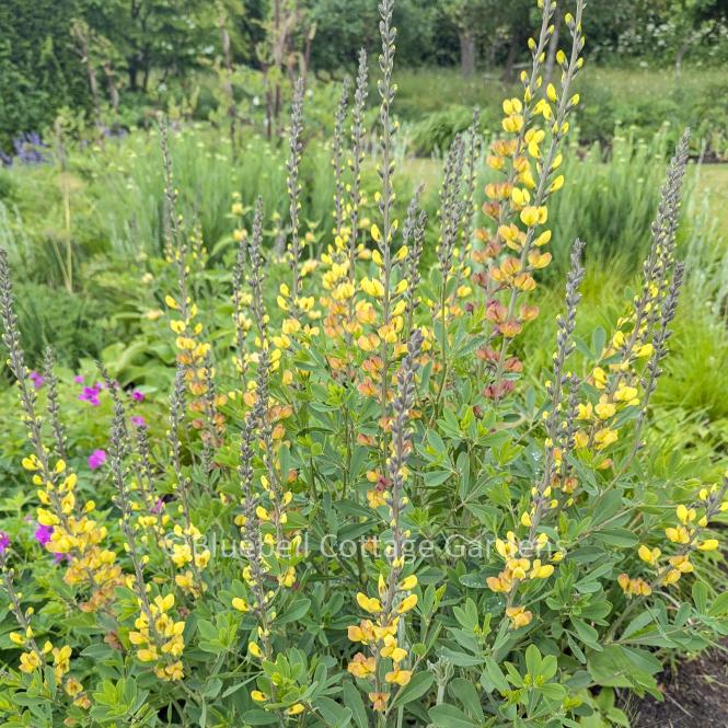BAP104 - Baptisia 'Solar Flare'