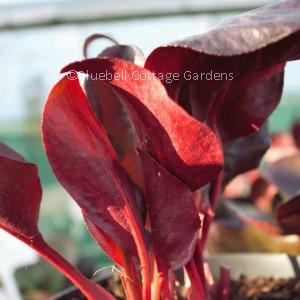 BER228 - Bergenia 'Overture'