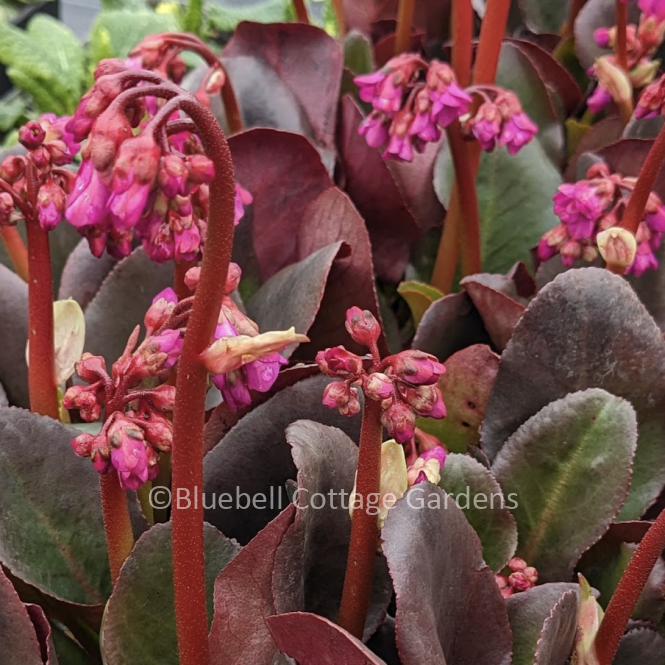 BER228 - Bergenia 'Overture'