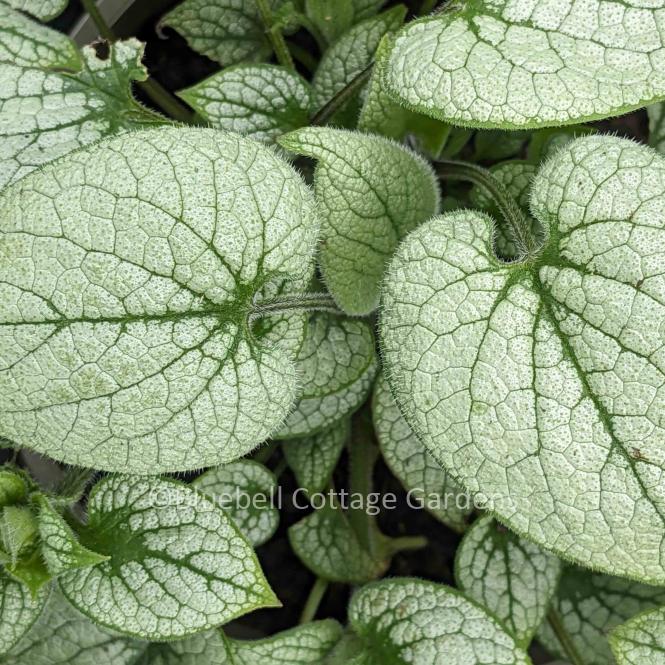 BRU203 - Brunnera macrophylla 'Alchemy Silver'