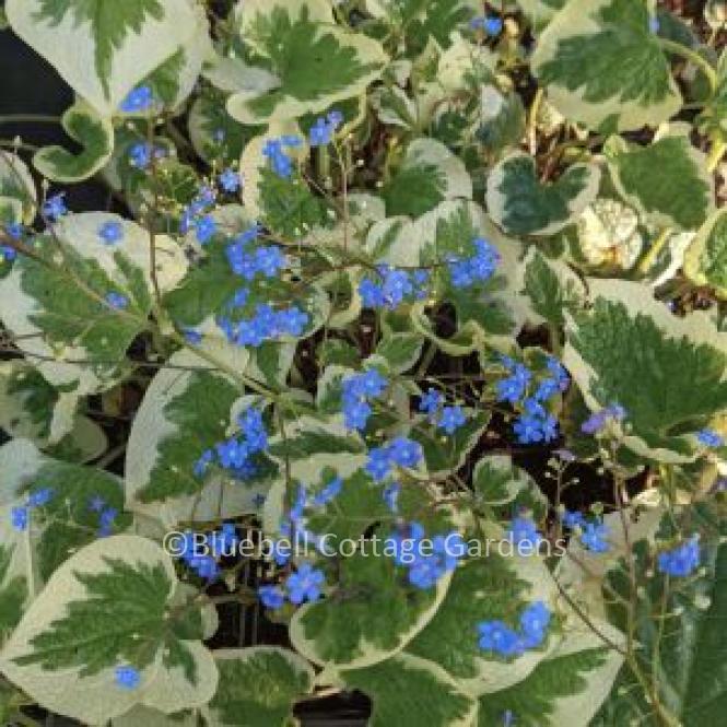 BRU206 - Brunnera macrophylla 'Dawson's White'