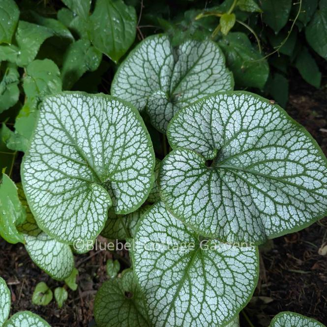 BRU225 - Brunnera macrophylla 'Alexander's Great' (PBR)