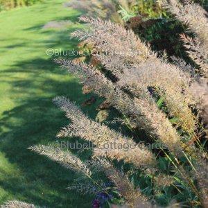 CAL510 - Calamagrostis brachytricha