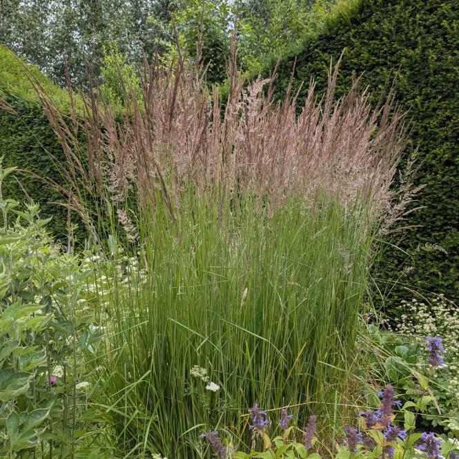 CAL520 - Calamagrostis x acutiflora 'Karl Foerster'