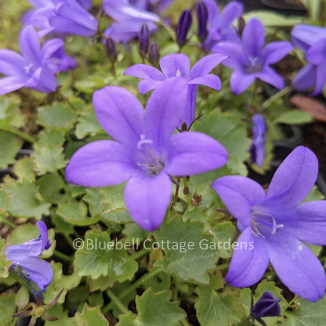 CAM160 - Campanula portenschlagiana 'Resholdt's Variety'