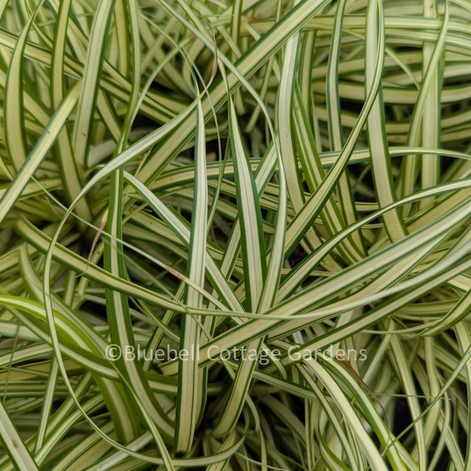 CAR134 - Carex oshimensis 'Evergold'