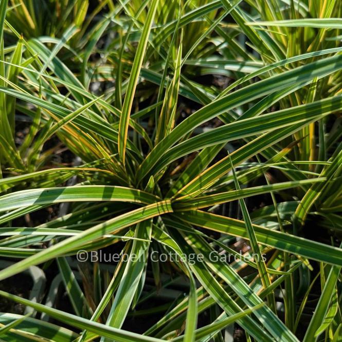 CAR135 - Carex morrowii Boott 'Everglow' PBR