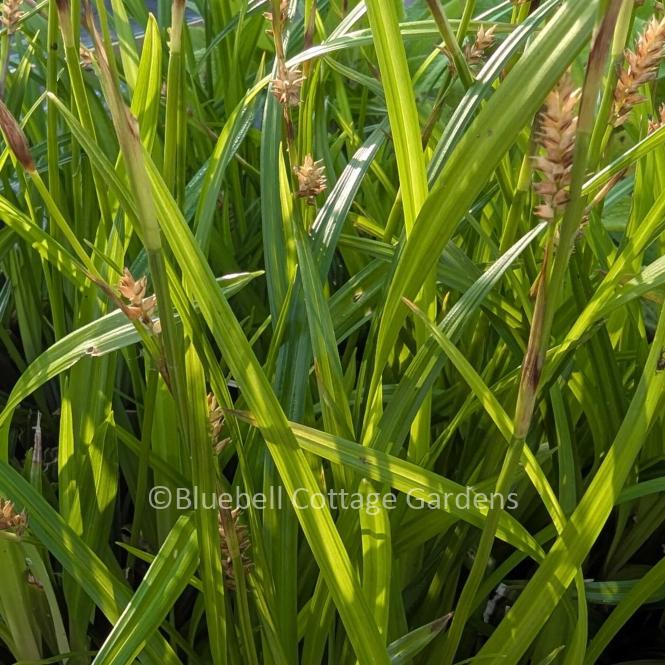 CAR139 - Carex morrowii 'Irish Green'