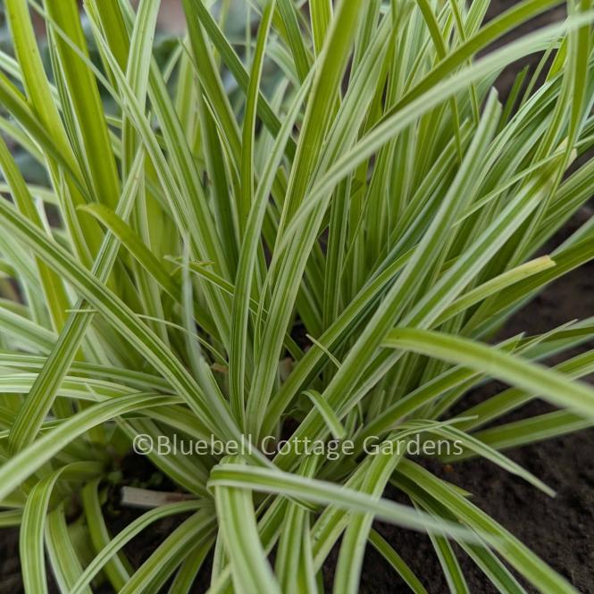 CAR141 - Carex 'Silver Sceptre'
