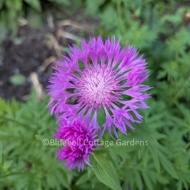 CEN140 - Centaurea dealbata