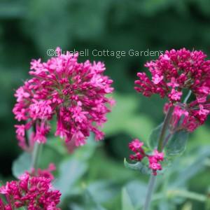 CEN521 - Centranthus ruber var. coccineus