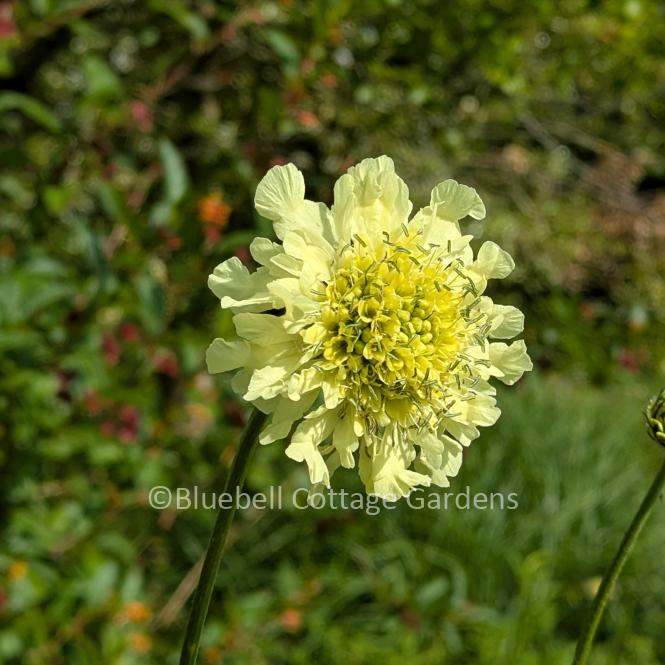 CEP100 - Cephalaria gigantea