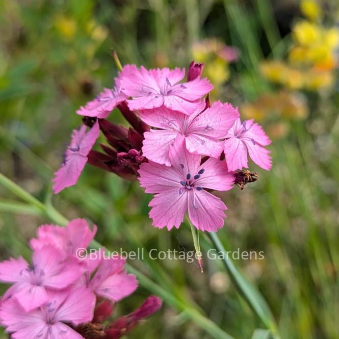 DIA100 - Dianthus carthusianorum