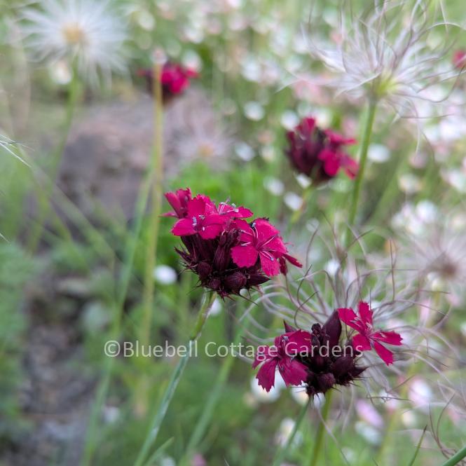 DIA150 - Dianthus cruentus